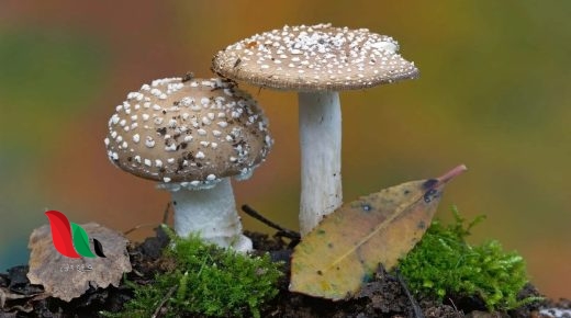 معظم الطلائعيات وحيدة الخلية ومعظم الفطريات تتكاثر لاجنسي