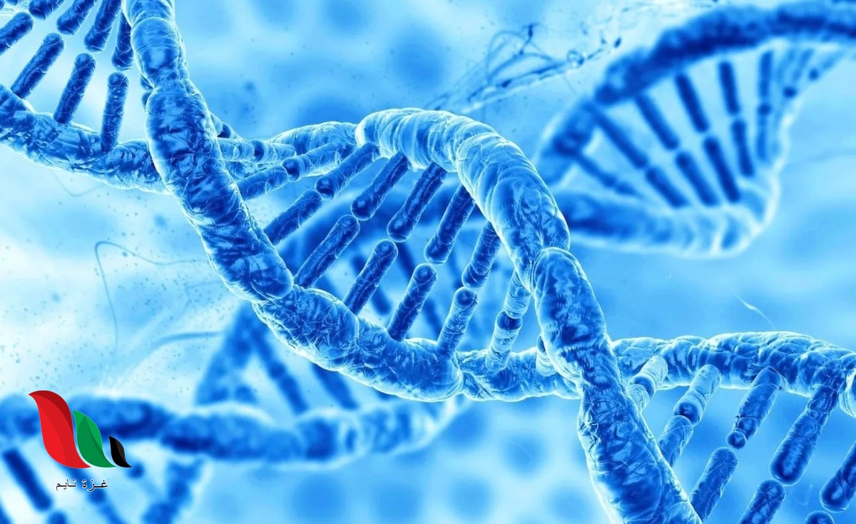 هل الانقسام الخلوي يسبب نمو المخلوقات عديدة الخلايا