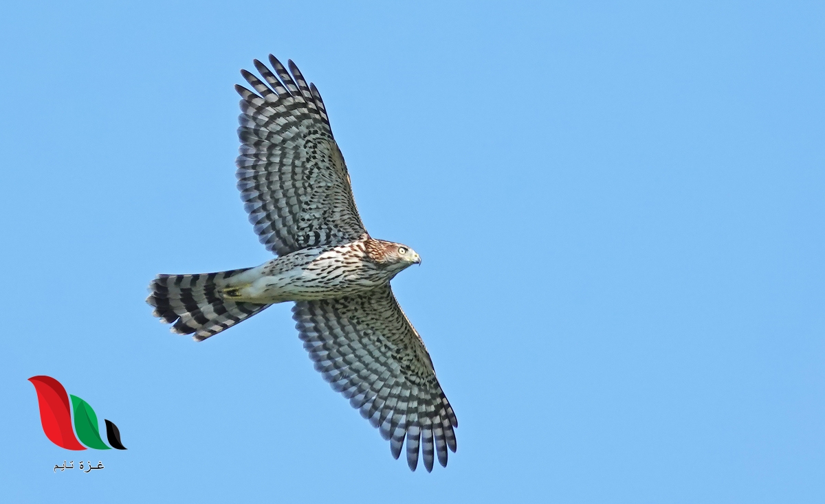 يبين التمثيل البياني التالي الارتفاع الذي يصله طائر الصقر خلال مدة زمنية