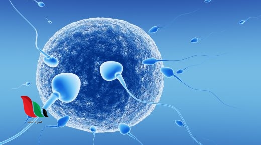 يحصل تبادل الحيوانات المنوية والبويضات في الديدان الحلقية