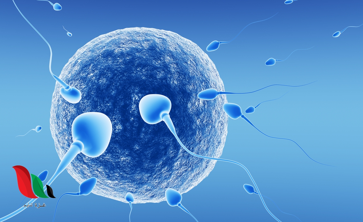 يحصل تبادل الحيوانات المنوية والبويضات في الديدان الحلقية