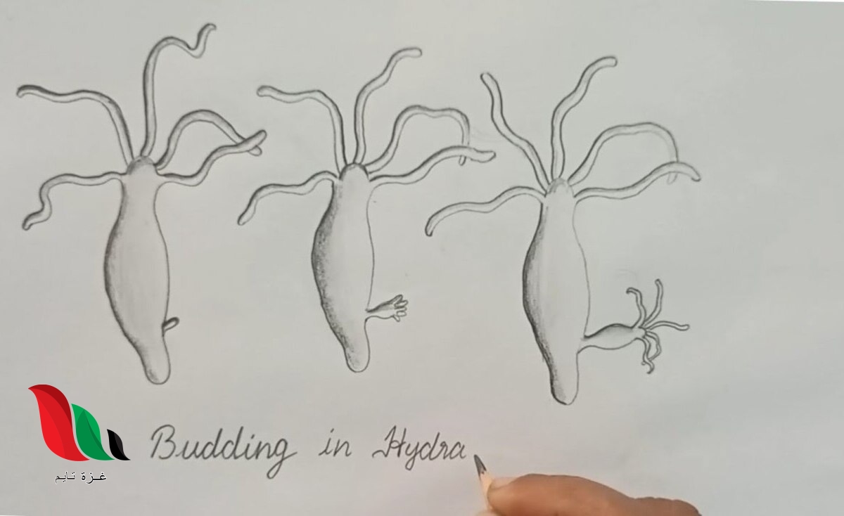 يسمى التكاثر اللاجنسي الذي ينمو جزء من جسم المخلوق