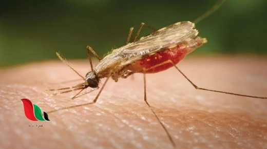 ينتقل طفيل البلازموديوم بواسطة انثى بعوضة الانوفيلس مسبب مرض الملاريا