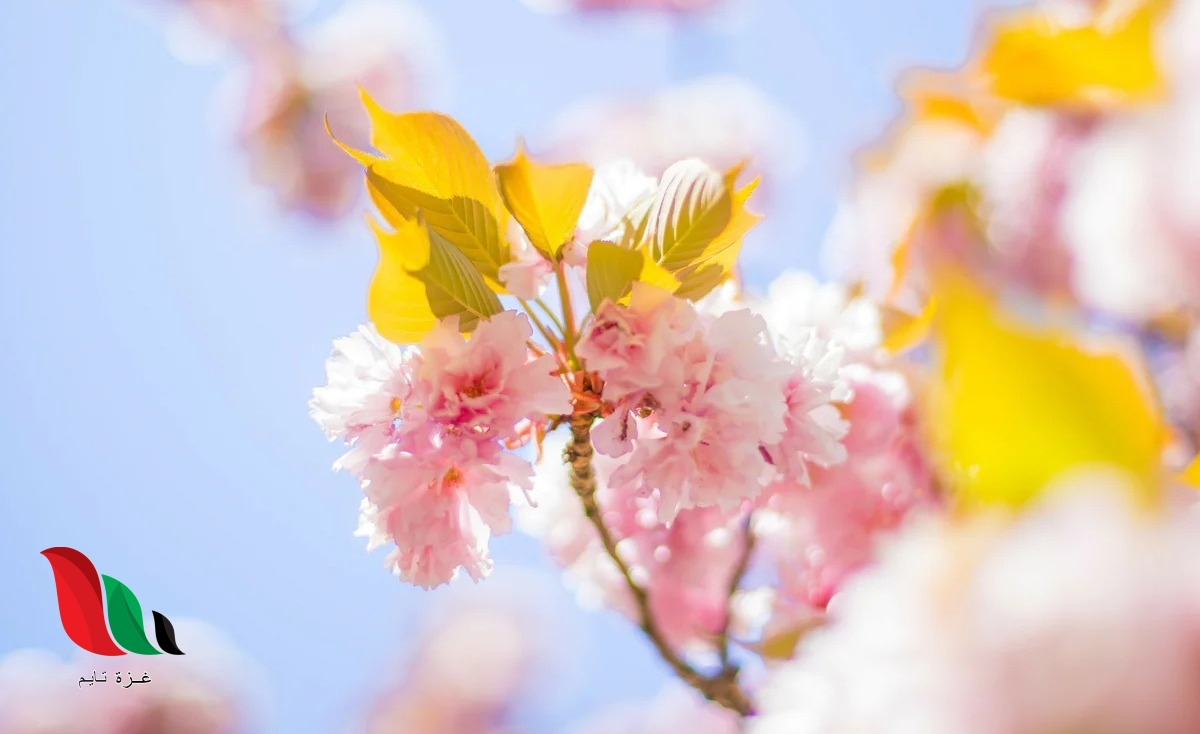 عبارات جميلة قصيرة عن الحياة