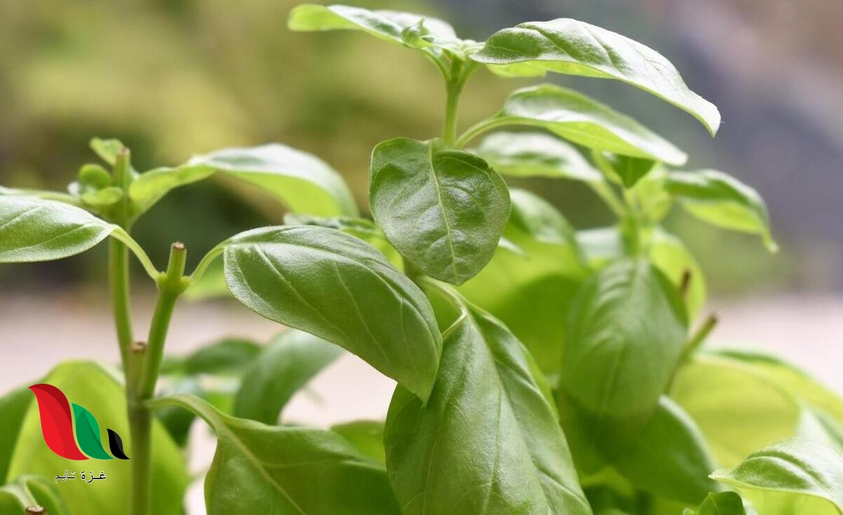 الأترجة والريحانة والحنظلة كلها من النباتات الطيبة بيت العلم