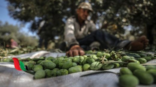 موسم الزيتون.. إنتاج وفير وحصاد وسط الأغاني التراثية