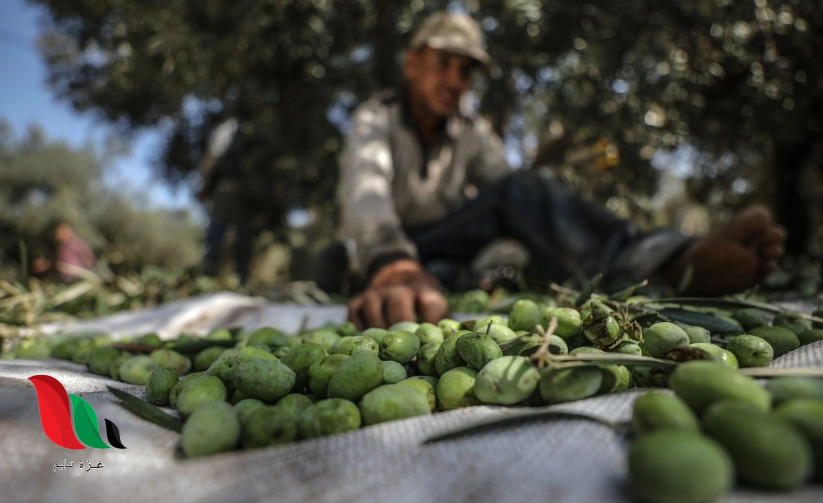 موسم الزيتون.. إنتاج وفير وحصاد وسط الأغاني التراثية