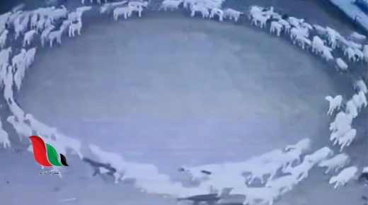 هل دوران الحيوانات بشكل دائري من علامات الساعة ؟