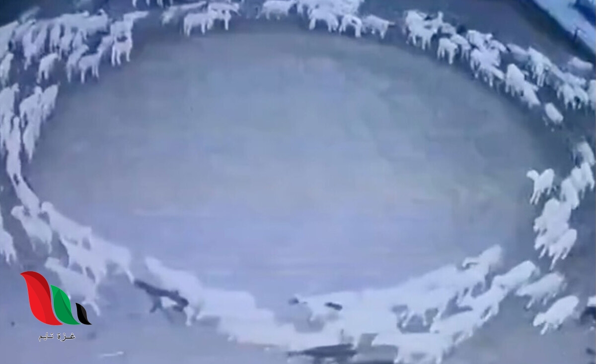 هل دوران الحيوانات بشكل دائري من علامات الساعة ؟