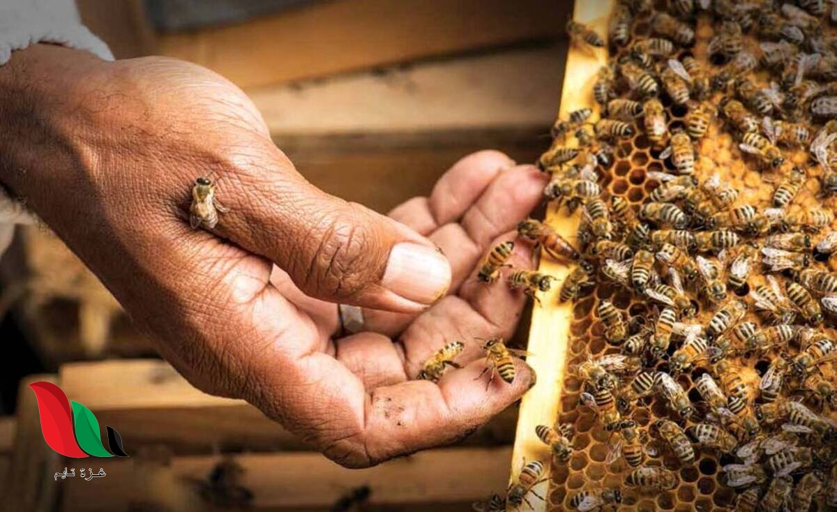 تشتهر هذه المنطقه باجود أنواع العسل في المملكة فما هي