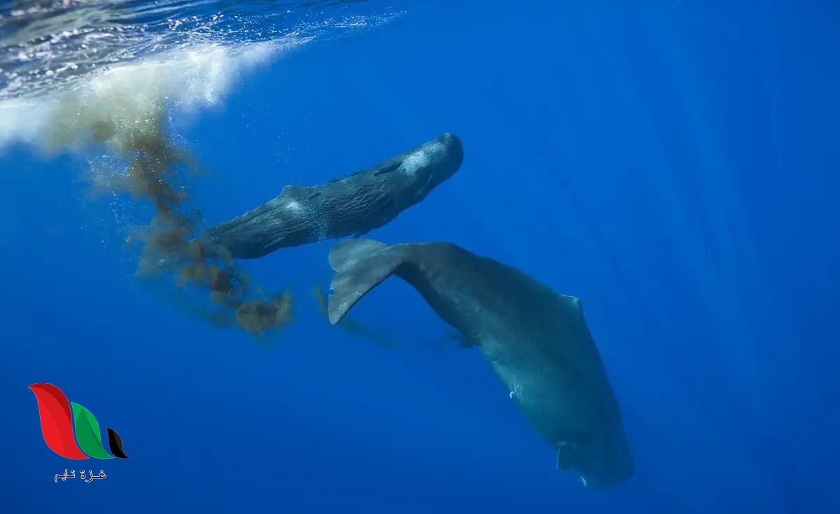 هل أكل الرسول لحم الحوت؟