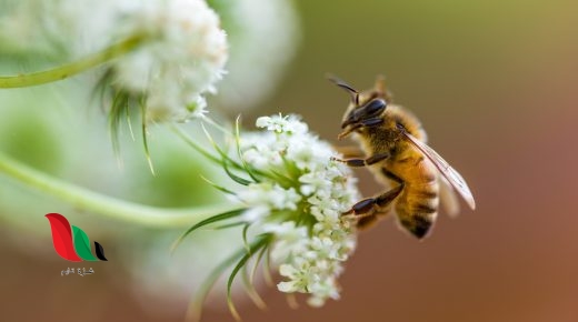 ما هو اللون الذي لا يمكن للنحل رؤيته ؟