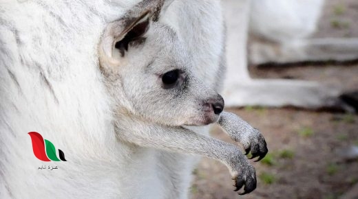 تتميز الثدييات المشيمية عن باقي أنواع الثدييات الأخرى بيت العلم