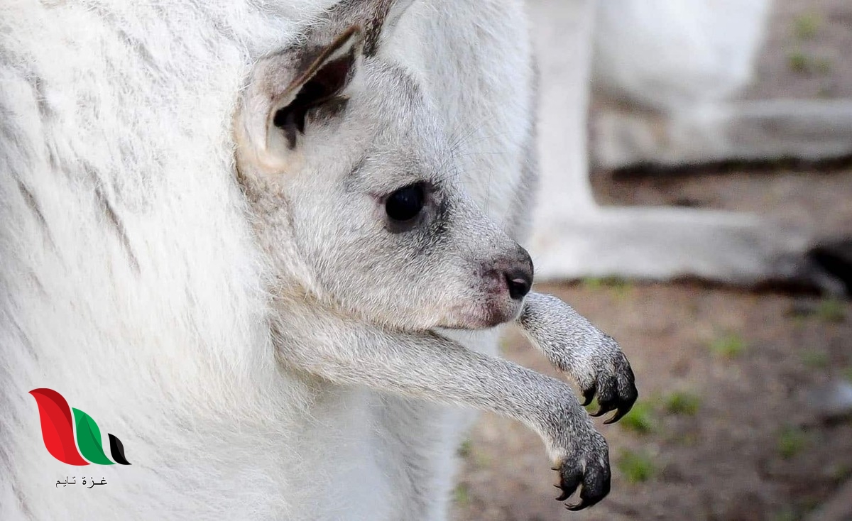 تتميز الثدييات المشيمية عن باقي أنواع الثدييات الأخرى بيت العلم