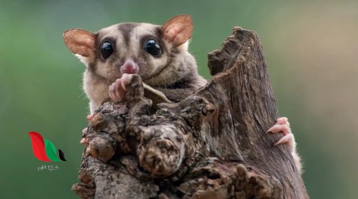 تحدد العوامل اللاحيوية مثل درجة الحرارة نوع المخلوقات الحية التي يمكن أن تعيش في مكان ما صواب خطأ