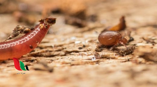 تحصل المحللات في النظام البيئي على غذائها عن طريق