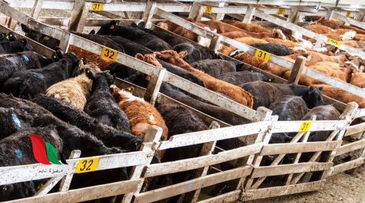 تعد الثروة الحيوانية من الموارد الاقتصادية المهمة في وطني باعتبارها مصدراً غذائياً