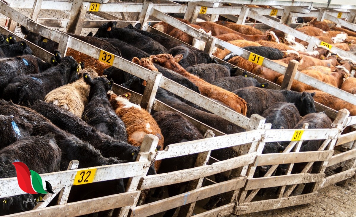 تعد الثروة الحيوانية من الموارد الاقتصادية المهمة في وطني باعتبارها مصدراً غذائياً