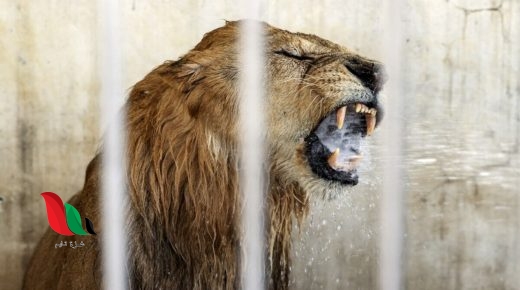 فيديو الطفل الذي اكله الاسد في غزة يثير غضبا واسعا