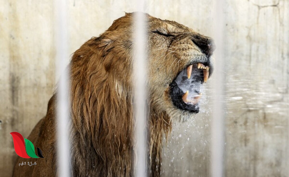 فيديو الطفل الذي اكله الاسد في غزة يثير غضبا واسعا