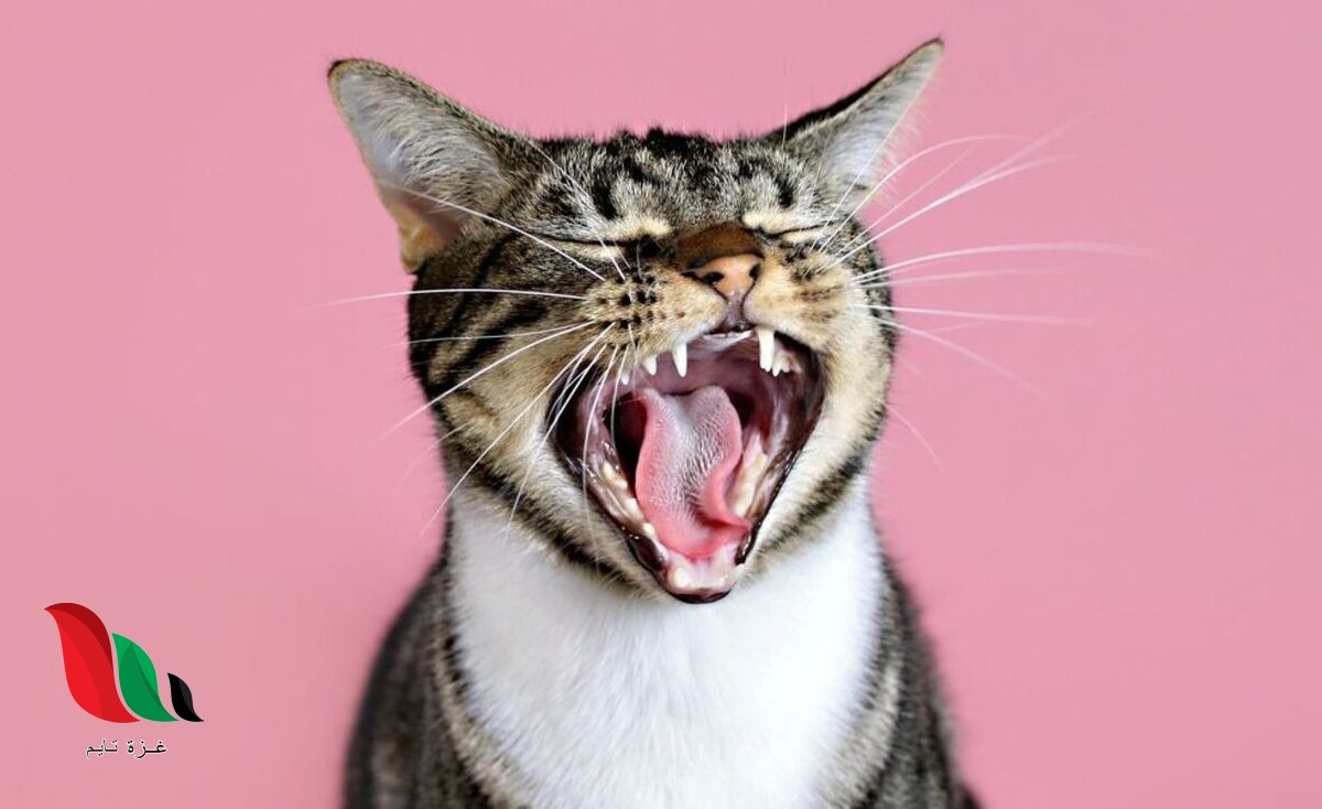 فيديو القطة في الخلاط كامل cat in the mixer بدون حذف