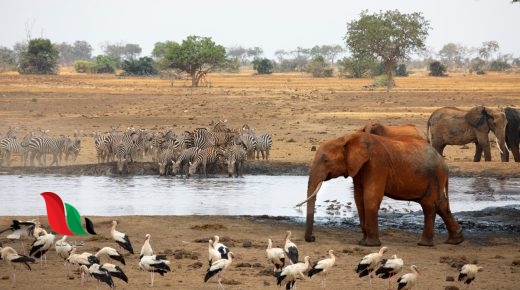 وجد علماء البيئة أن تنظيم المخلوقات الحية في مجموعات يساعد على دراسة