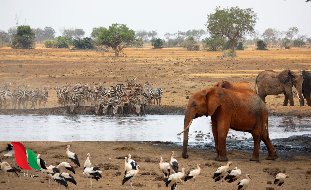 وجد علماء البيئة أن تنظيم المخلوقات الحية في مجموعات يساعد على دراسة