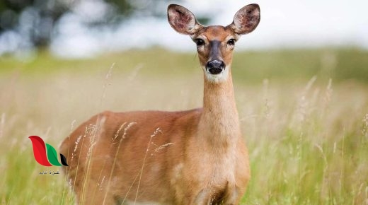 يضم الموطن البيئي الواحد نوعًا واحدًا من المخلوقات الحية صواب خطأ