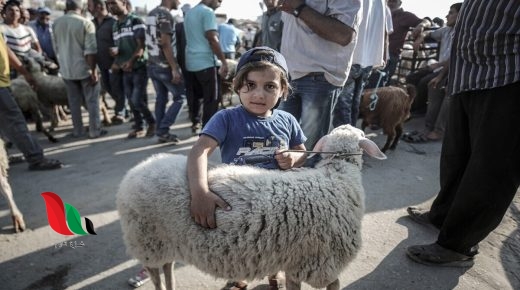كميات جيدة من الأضاحي بغزة.. ماذا عن الأسعار؟