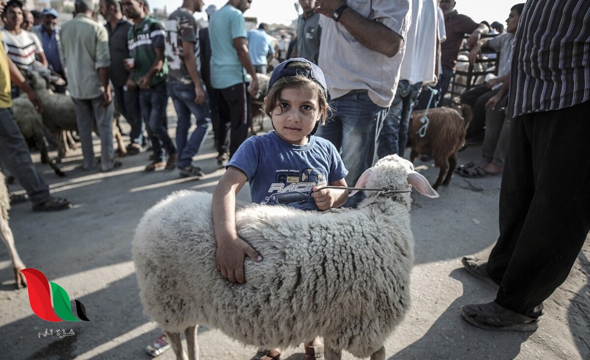 كميات جيدة من الأضاحي بغزة.. ماذا عن الأسعار؟