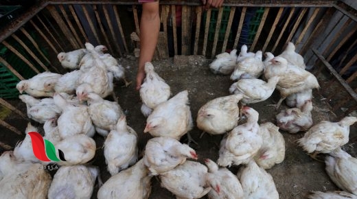 دواجن غزة.. الأزمة المستعصية