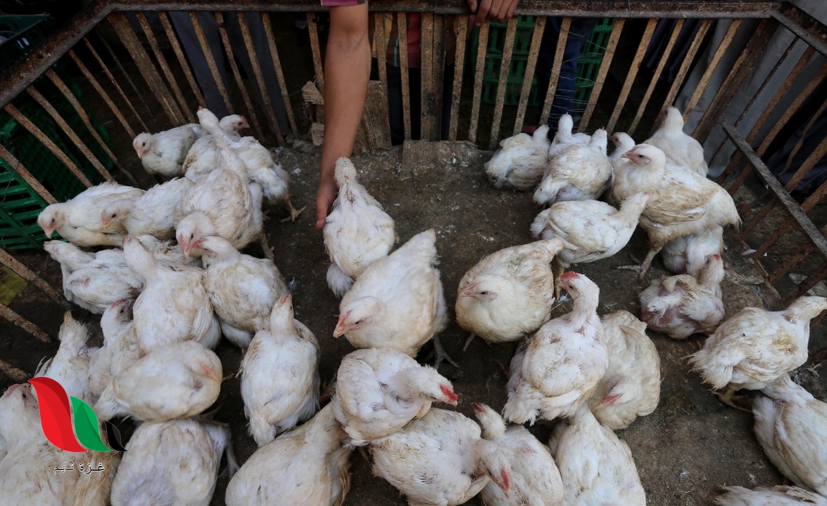 دواجن غزة.. الأزمة المستعصية
