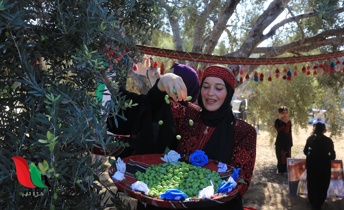 موسم الزيتون.. عرس وطني بامتياز