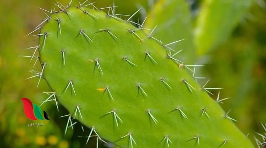 أين تعيش النباتات التي لها أشواك وأوراق تخزن الماء