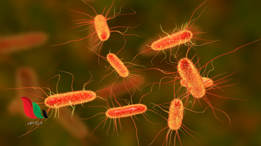 جزء من تركيب جدار الخلية في البكتيريا بيت العلم