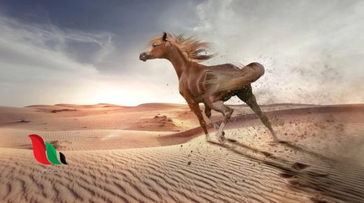 شرح درس الخيل والفروسية عند العرب للصف الثامن في عُمان