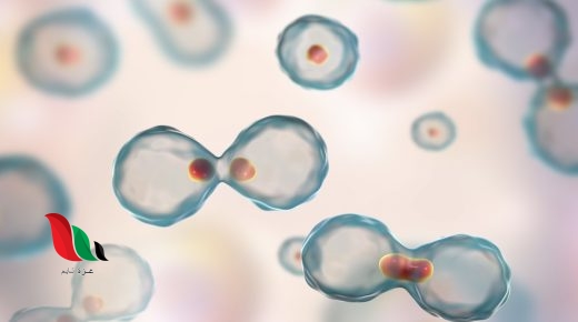 ما الخطوه الأولى في الانقسام المتساوي بيت العلم