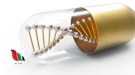 منطقة من الخلية بدائية النوى تحتوي على كروموسوم حلقي كبير بيت العلم