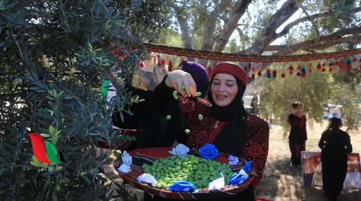 موسم الزيتون.. عرس وطني بامتياز