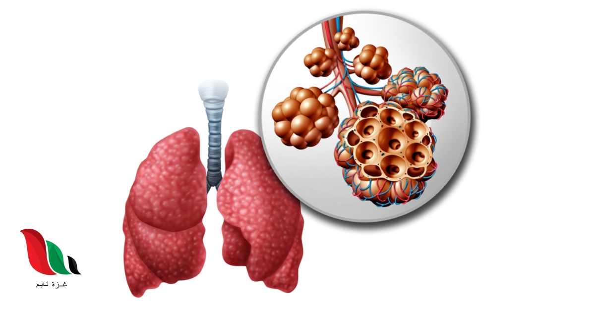 أي تركيب يحدث فيه التنفس الخارجي؟