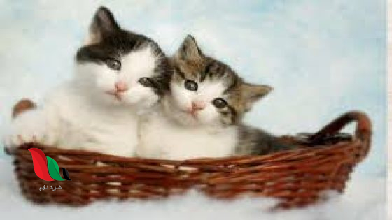 تفسير رؤية اللعب مع القطط في المنام للعزباء