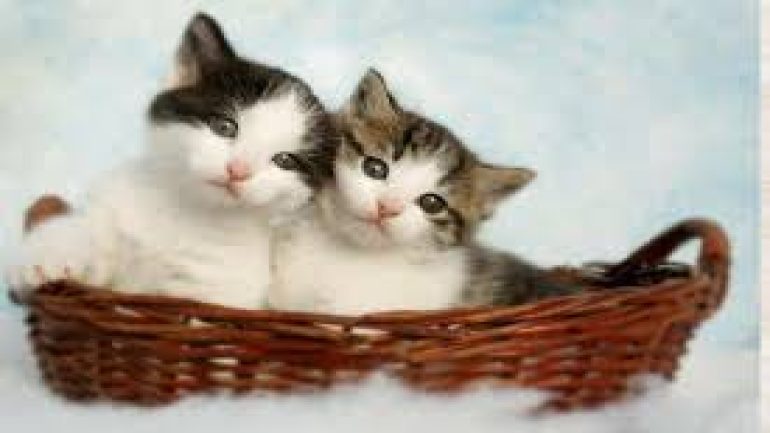 تفسير رؤية اللعب مع القطط في المنام للعزباء