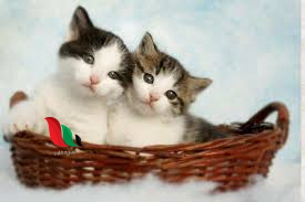 تفسير رؤية اللعب مع القطط في المنام للعزباء