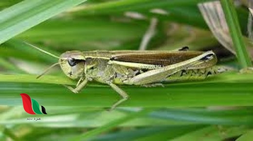 حشرة تكون في مجموعات تحوي المليارات من 6 حروف