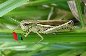 حشرة تكون في مجموعات تحوي المليارات من 6 حروف