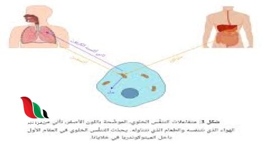 عملية التنفس من التفاعلات الطاردة للطاقة