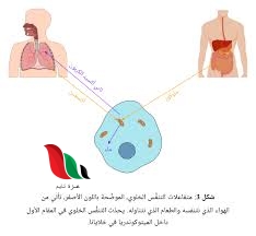 عملية التنفس من التفاعلات الطاردة للطاقة