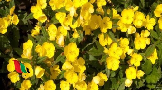 فوائد زيت زهرة الربيع المسائية للهرمونات