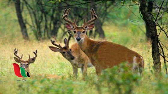 تحصل الغزلان على الكربون من تناول الأعشاب بيت العلم
