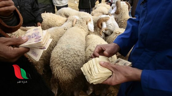 جدول أسعار أضاحي العيد 2025 في الجزائر